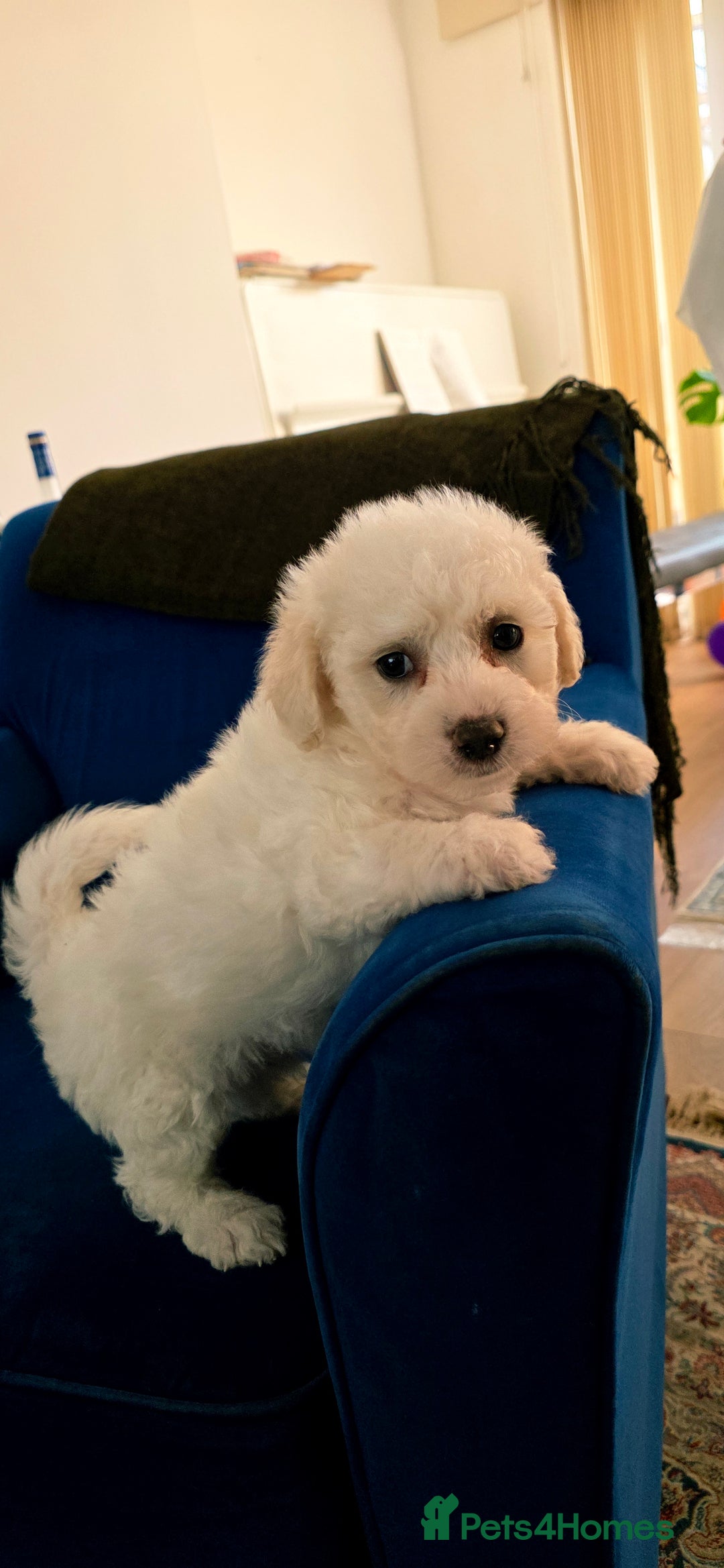 Shichon dogs for sale: Shichon puppies  - Image 6