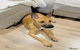 Mixed Breed dogs for sale: Belgian Shepherd (Malinois) for Sale - Image 13