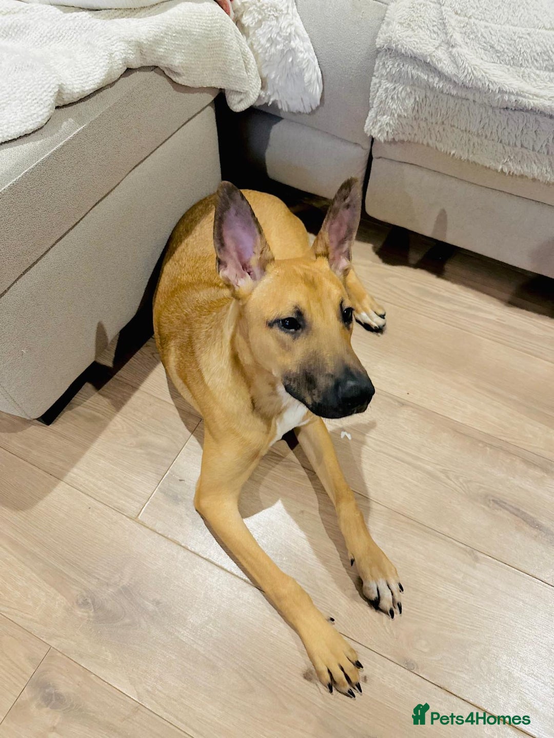 Mixed Breed dogs for sale: Belgian Shepherd (Malinois) for Sale - Image 13