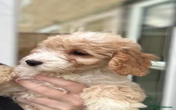 Cockapoo dogs for sale: Beautiful F1b Cockapoo Puppies , Ready Now!  - Image 5