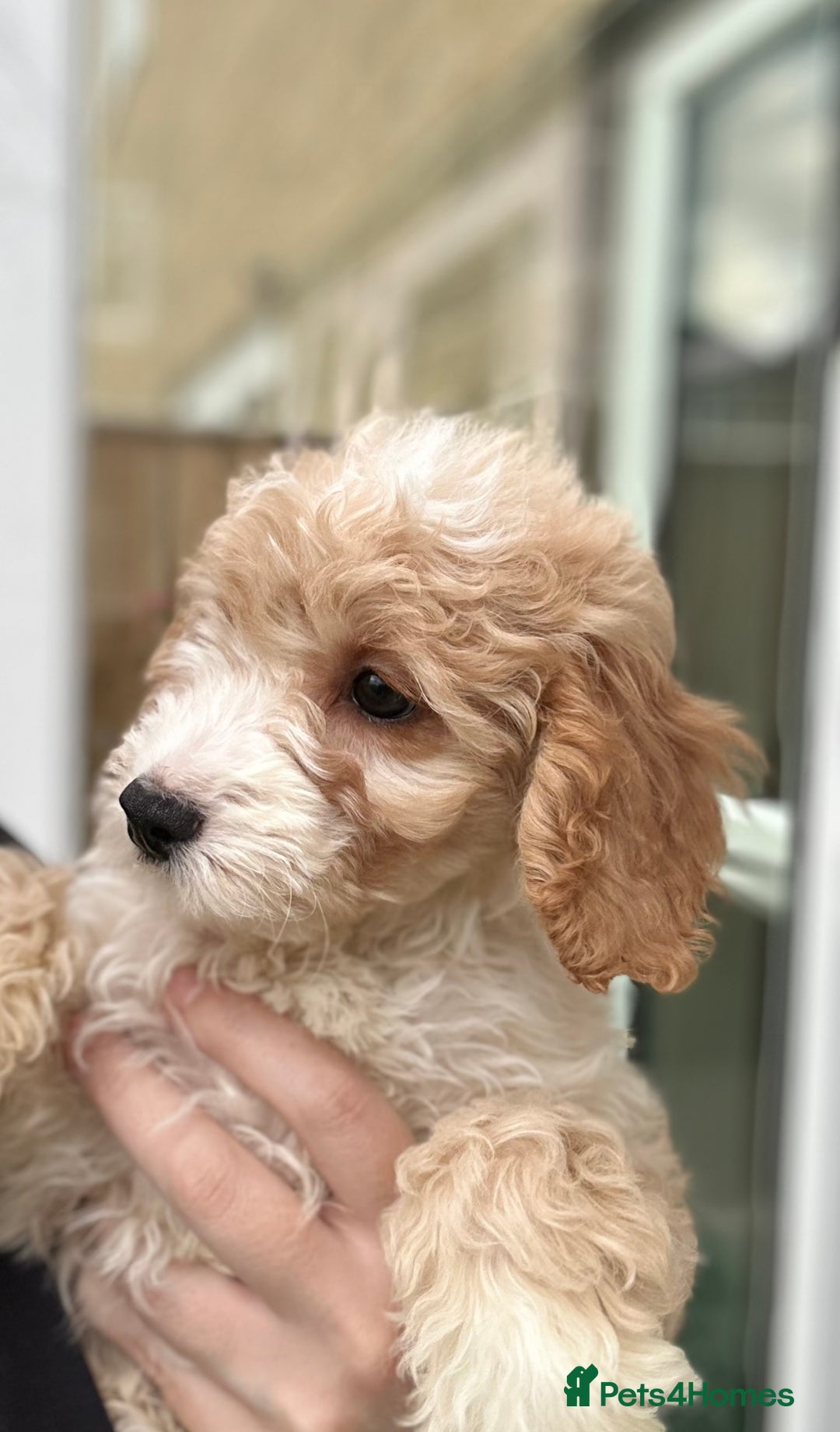 Cockapoo dogs for sale: Beautiful F1b Cockapoo Puppies , Ready Now!  - Image 5