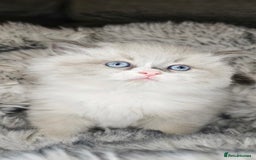 Ragdoll cats for sale: Ragdoll kitten  - Advert 2