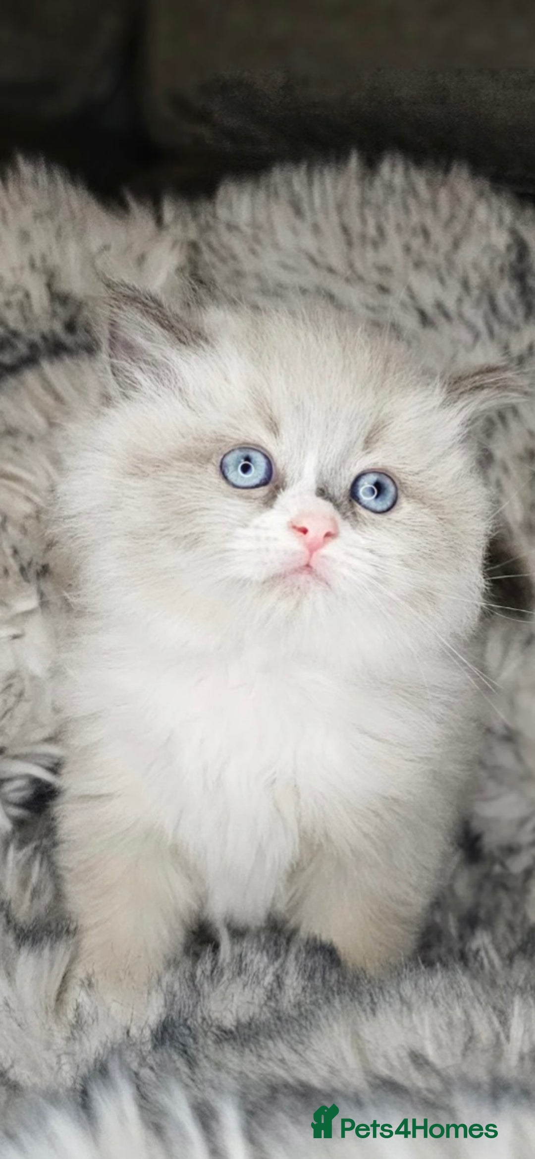Ragdoll cats for sale: Ragdoll kitten  - Advert 2