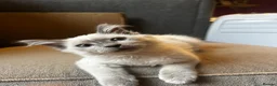 Birman cats for sale: Birman cat - Advert 2