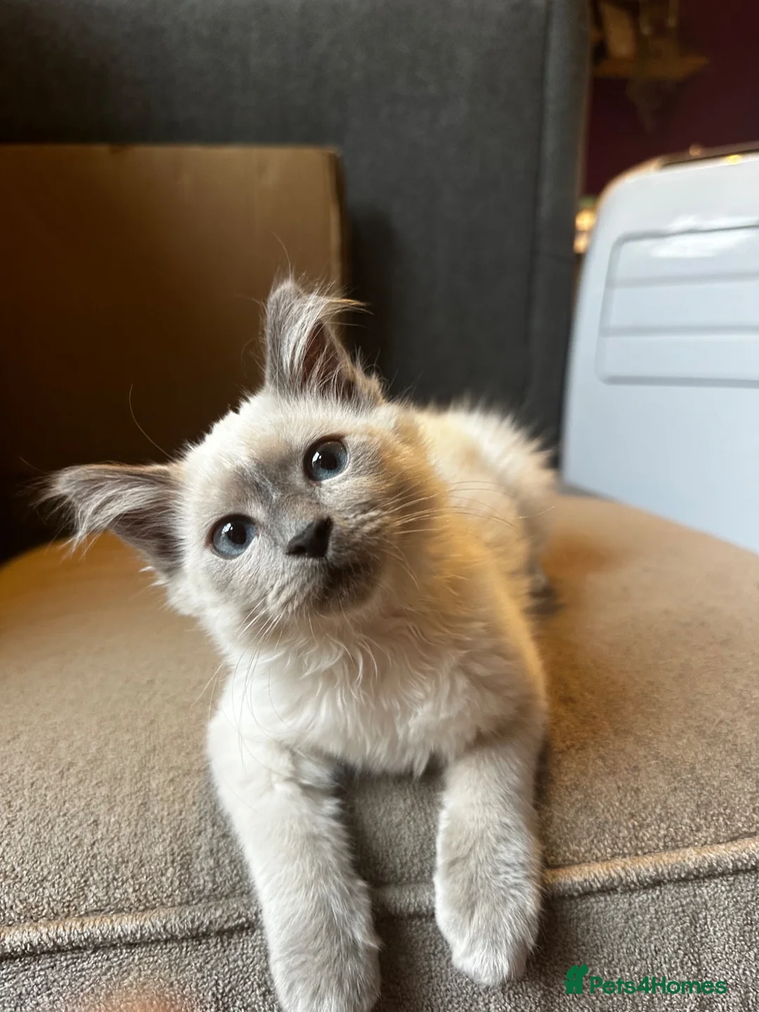 Birman cats for sale: Birman cat - Advert 2