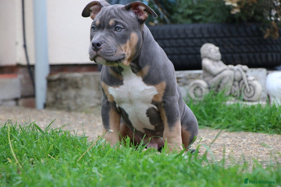 American Bully dogs for sale: GrCh Big Bounty x TIKTOK litter - Image 11