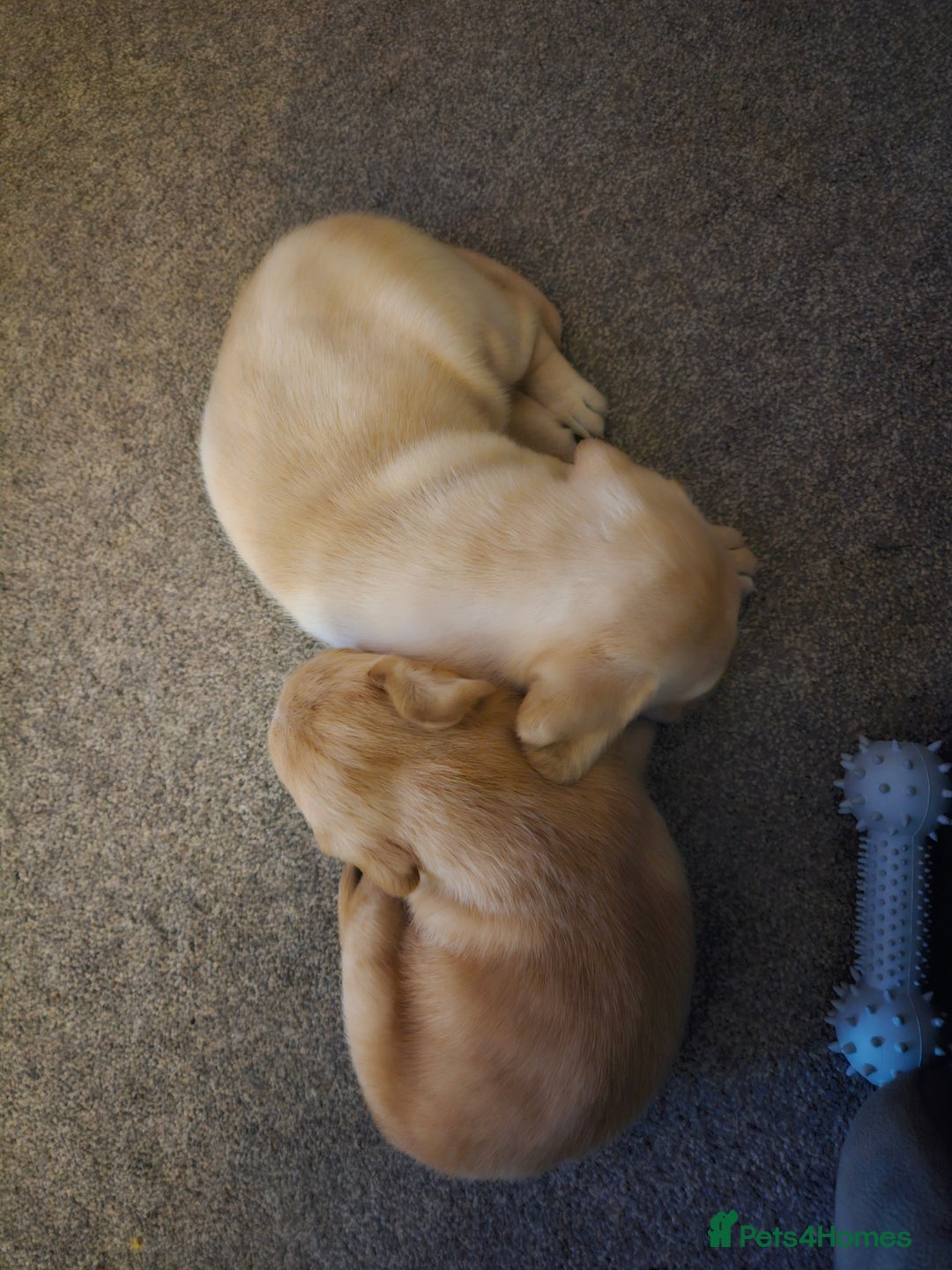 Labrador Retriever dogs for sale: Beautiful boy Labrador retriever  - Advert 10