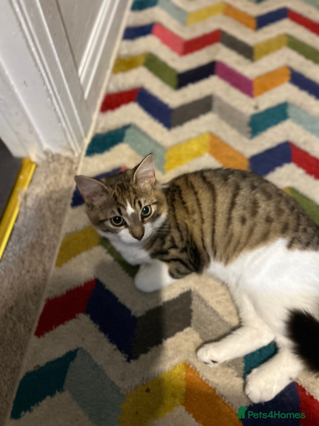 Mixed Breed cats for sale: Mixed Main coon and Tabby - Advert 3