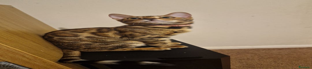 Bengal Kitten pink