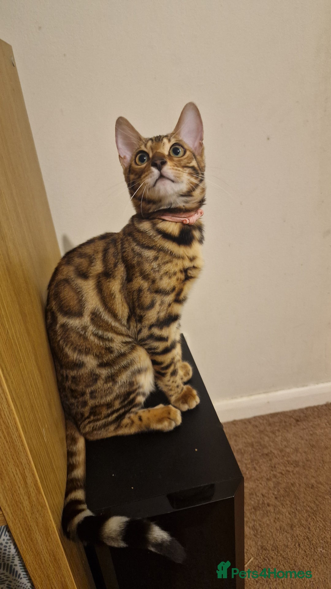 Bengal cats for sale:  🌟 Stunning Bengal Kittens  🌟 🥰🥰 - Image 8