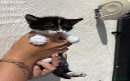 Mixed Breed cats for sale: 4 Kittens  - Image 13