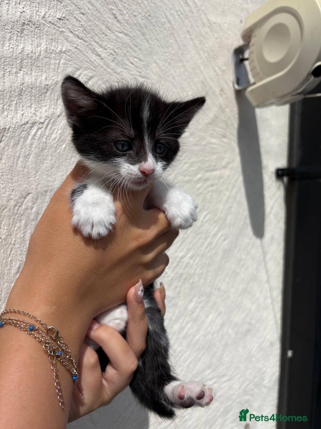 Mixed Breed cats for sale: 4 Kittens  - Image 13