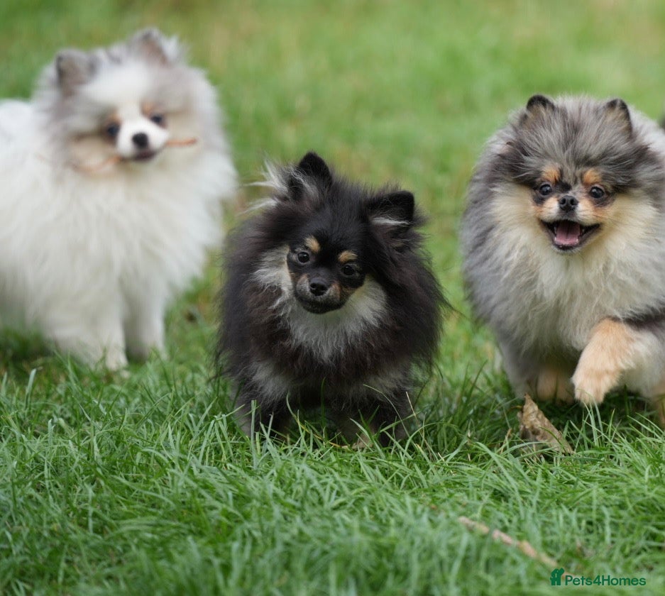 Pomeranian dogs Only the smallest girl left - Advert 14