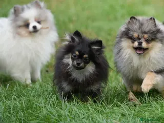 Pomeranian dogs Only the smallest girl left - Advert 14