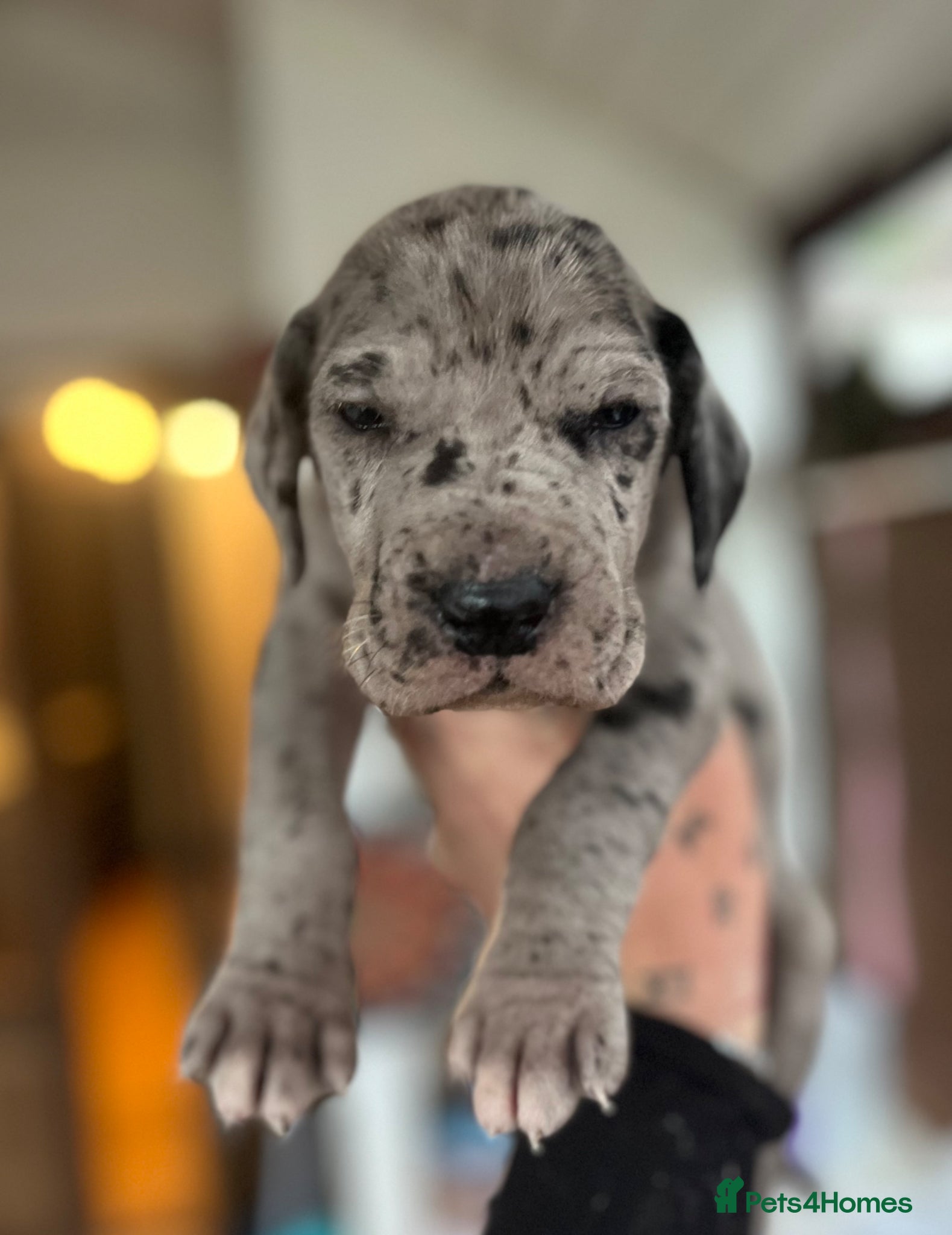 Great Dane dogs Stunning Great Dane puppies  - Advert 2