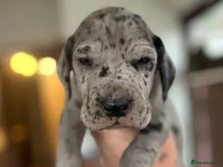 Great Dane dogs Stunning Great Dane puppies - Advert 2