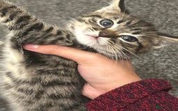 Bengal cats for sale: Bengal - Image 7