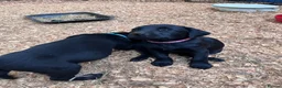 Labrador Retriever dogs for sale: KC Registered Black & Yellow Labrador Puppies - Advert 29