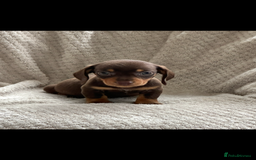 Miniature Dachshund dogs for sale: Kc registered miniature dachshund puppies  - Image 10