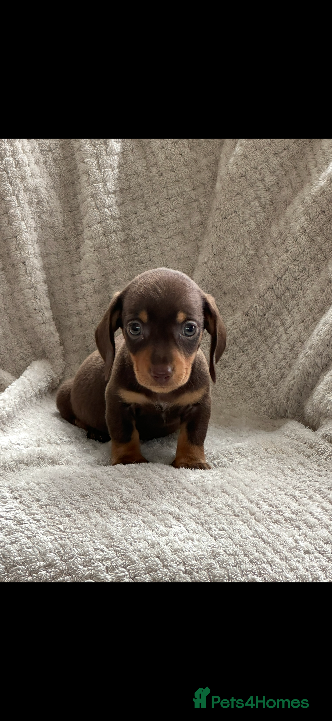 Miniature Dachshund dogs for sale: Kc registered miniature dachshund puppies  - Image 10