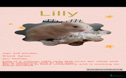 Hamster rodents for sale: Hamsters  - Image 14
