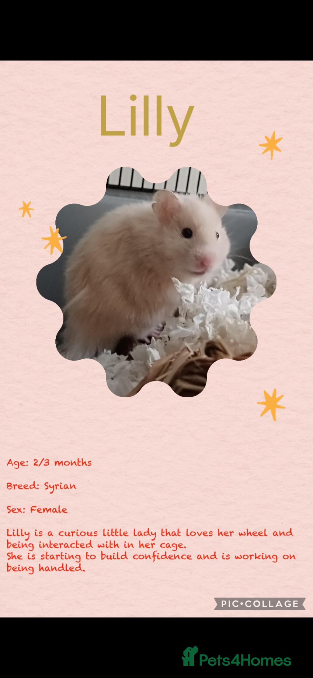 Hamster rodents for sale: Hamsters  - Image 14