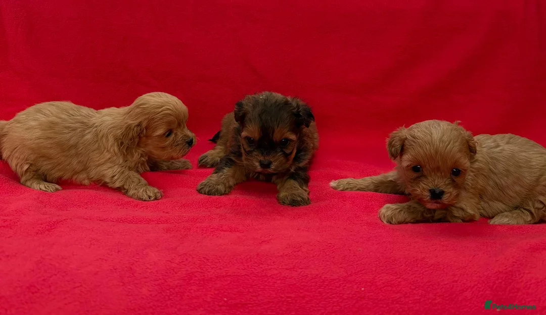 Shihpoo dogs for sale: Shihpoo pups for sale - Advert 3