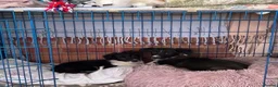 Mixed Breed dogs for adoption: Lovely Lilo - Advert 2