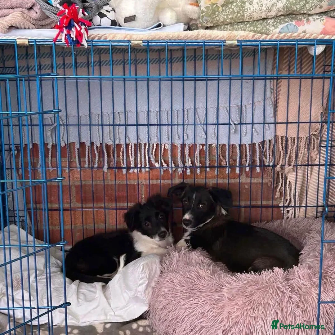Mixed Breed dogs for adoption: Lovely Lilo - Advert 2