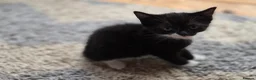 Bengal cats for sale: Female kittens  in London - Advert 3