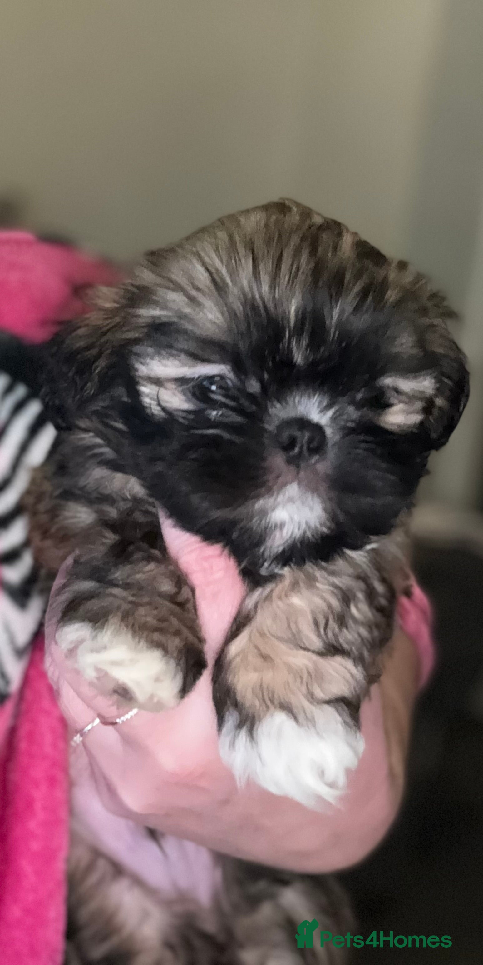 Shih Tzu dogs 🩷 QUALITY SHIH TZU PUPPIES 🩷 - Advert 2