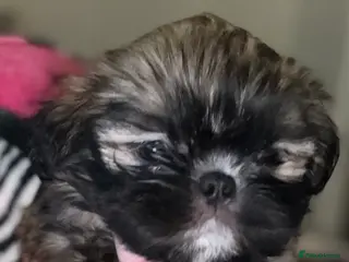 Shih Tzu dogs 🩷 QUALITY SHIH TZU PUPPIES 🩷 - Advert 2