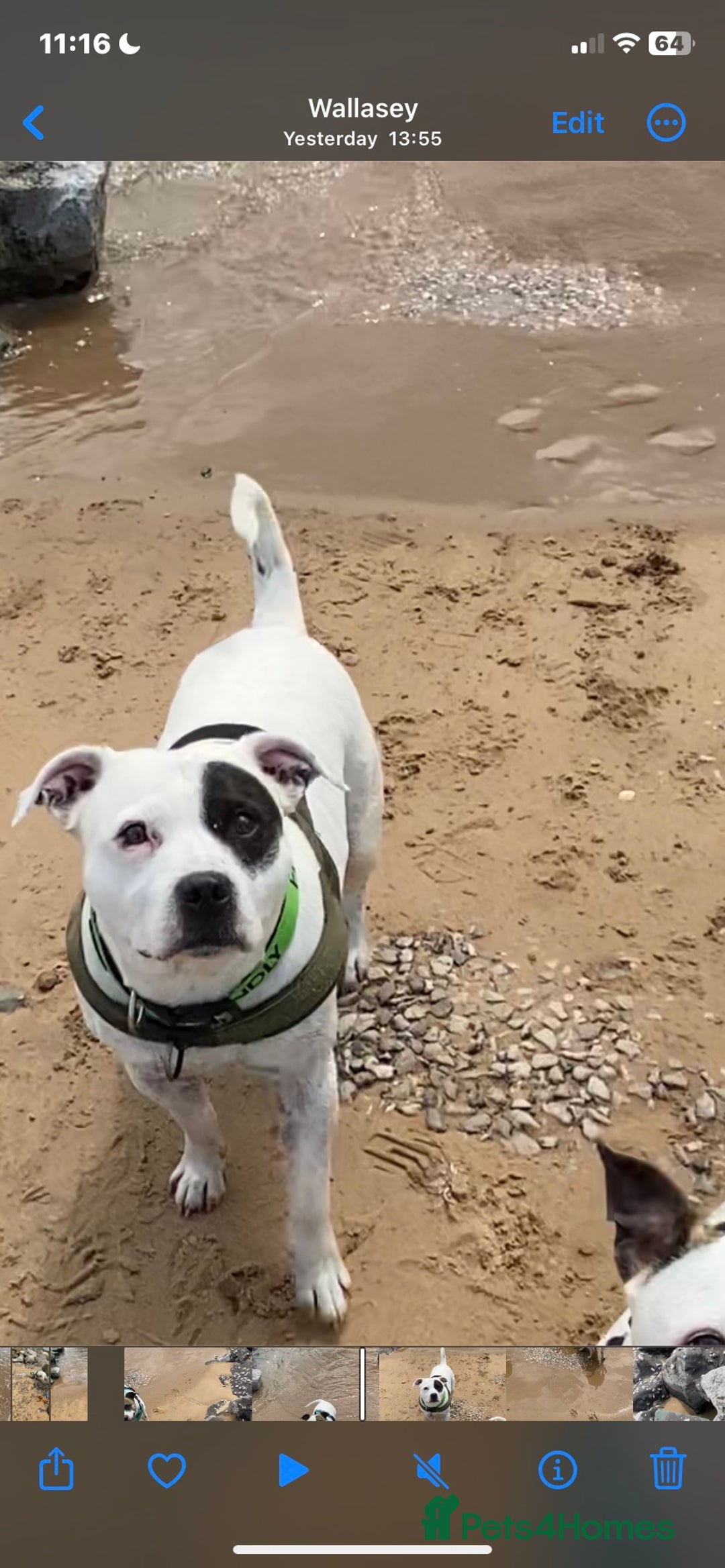 Staffordshire Bull Terrier dogs for stud: White Male Staffy for Stud (Free) - Image 11