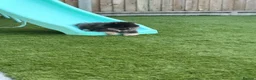 Pomeranian dogs for sale: KC registered & pedigree Pomeranian puppy in Havant - Advert 9