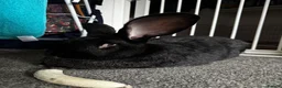 Continental Giant rabbits for sale:  Male Rabbit Friendly & Healthy - Advert 3