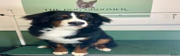 Bernese Mountain Dog dogs for sale: Bernese Mountain Dog Ace for Rehome - Advert 16