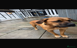 Mixed Breed dogs for sale: Beautiful Girl for sale  - Advert 3