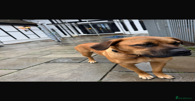 Mixed Breed dogs Beautiful Girl for sale  - Advert 6