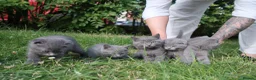 British Shorthair cats for sale: BEAUTIFUL Scottish Fold British Shorthair kitten in Leeds - Advert 5