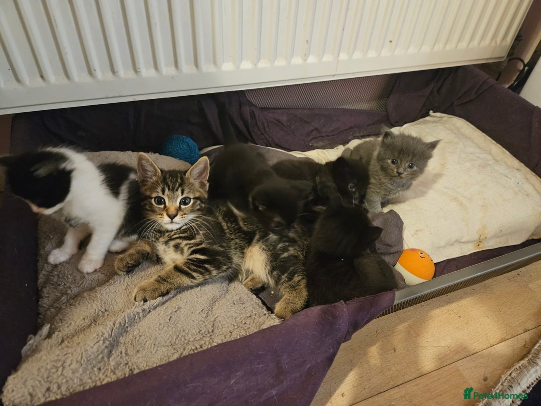 Mixed Breed cats for sale: Free kitten - Image 17