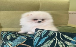 Pomeranian dogs for sale: Quality Pom puppies from Five Star Breeder  - Image 20
