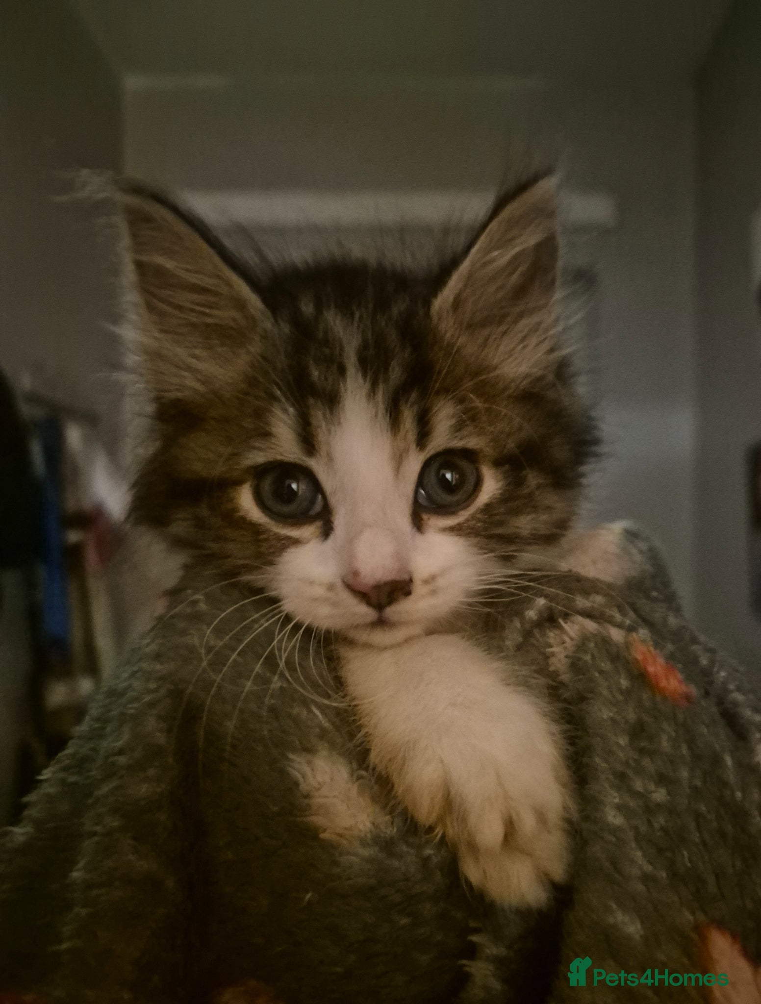 Mixed Breed cats British blue x Maine coon x domestic short hair  - Advert 6
