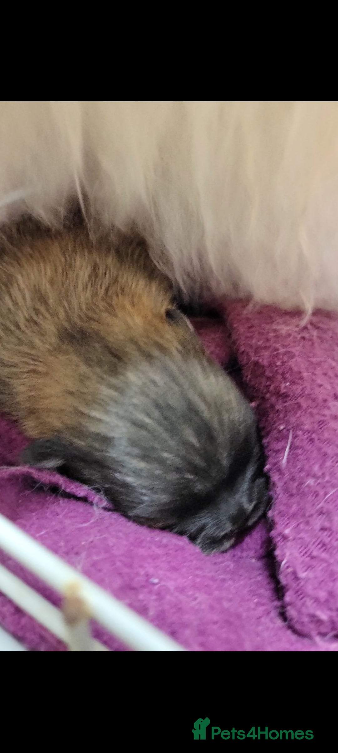 Pomeranian dogs for sale: Beautiful male merl pomeranian KC registered - Advert 7