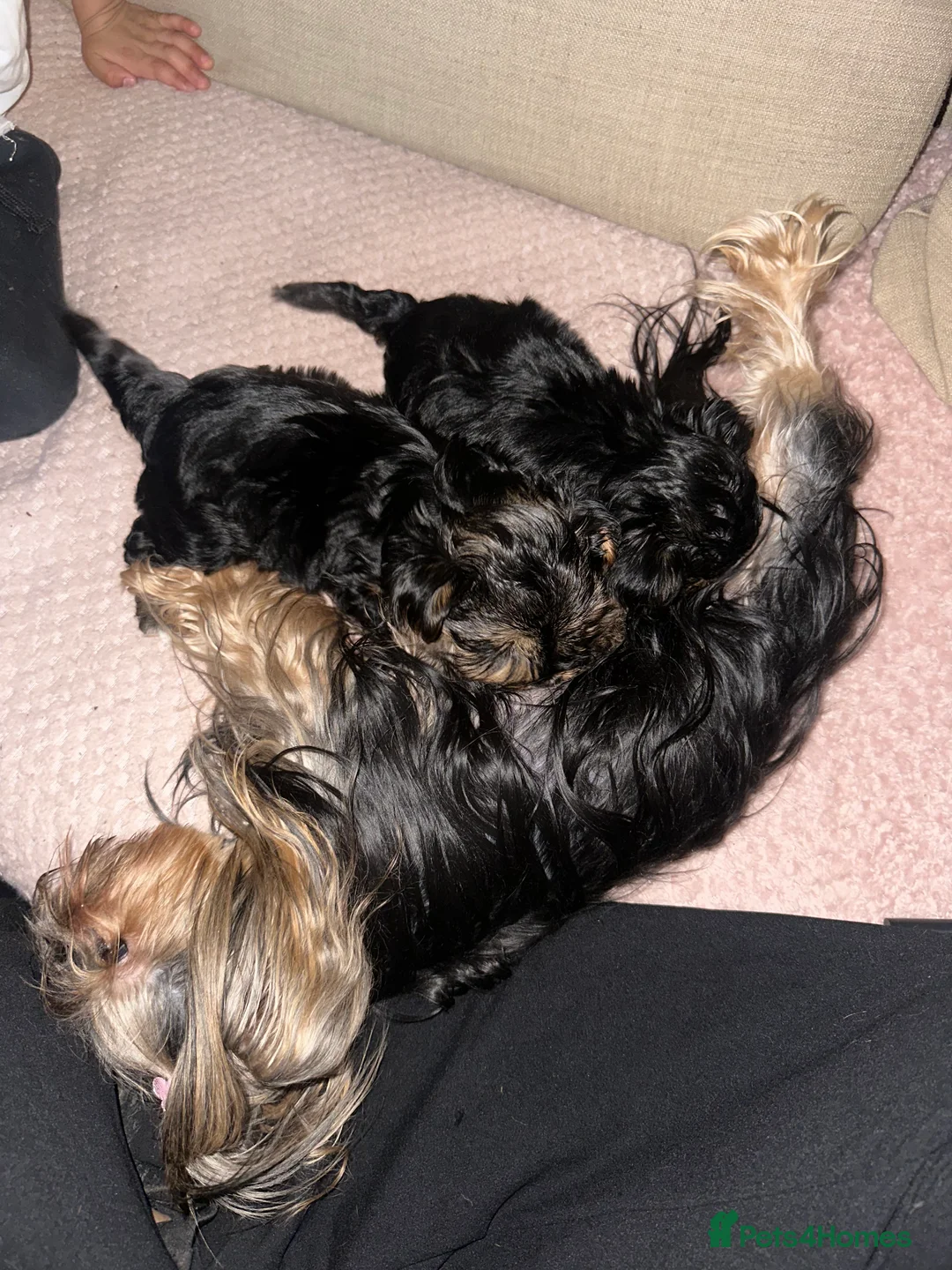 Yorkshire Terrier dogs for sale: Lovely Angels boys in Guildford - Advert 4