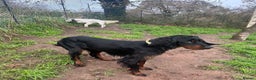 Gordon Setter dogs for adoption: Ona   - Advert 6