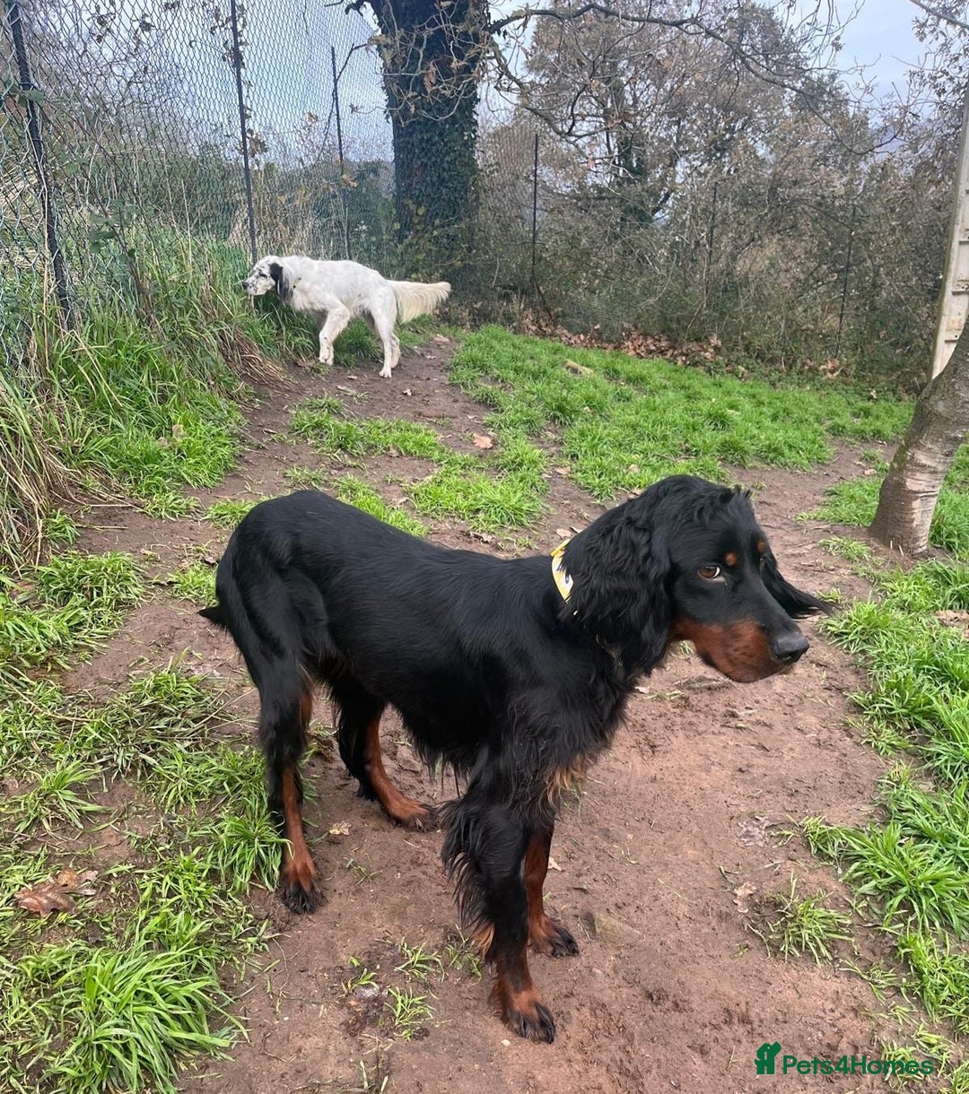 Gordon Setter dogs for adoption: Ona   - Advert 6