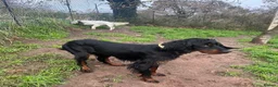 Gordon Setter dogs for adoption: Ona   - Advert 6