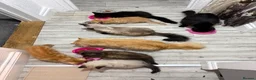 Mixed Breed cats for sale: Kittens for the best homes - Advert 13