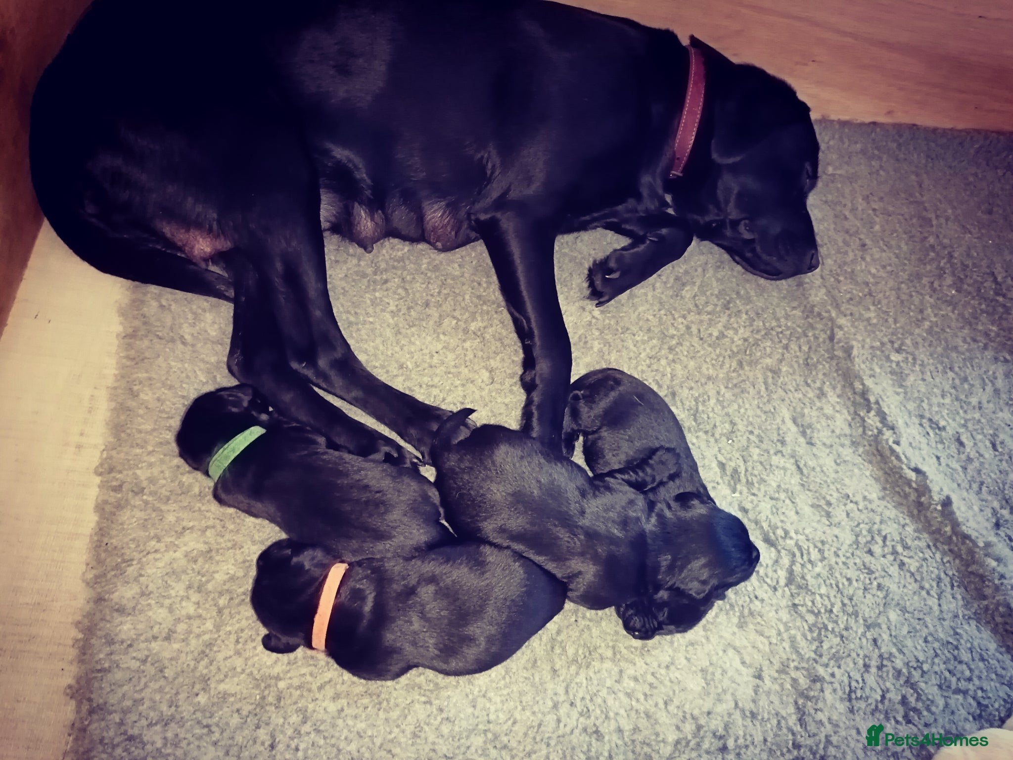 Labrador Retriever dogs KC registered working labradors.  - Advert 2