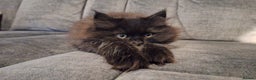 Mixed Breed cats for sale: Persian X Ragdoll Kittens Ready For Forever Homes! - Advert 20